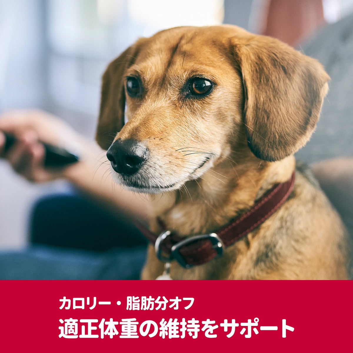 サイエンスダイエットPRO〈プロ〉 健康ガード 犬用 体重管理 小粒 1～6