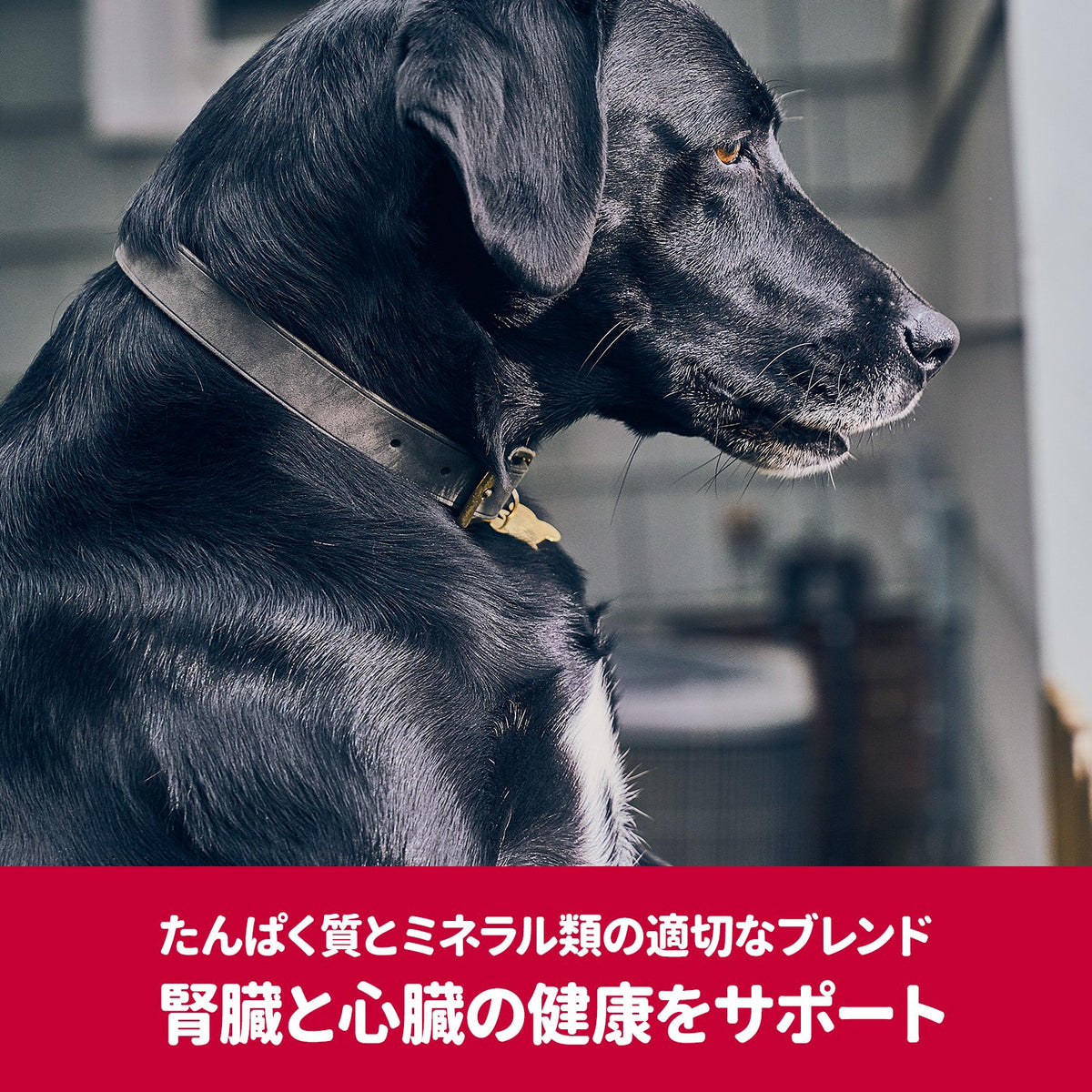 サイエンスダイエットPRO〈プロ〉 健康ガード 犬用 腎臓・心臓 小粒 7