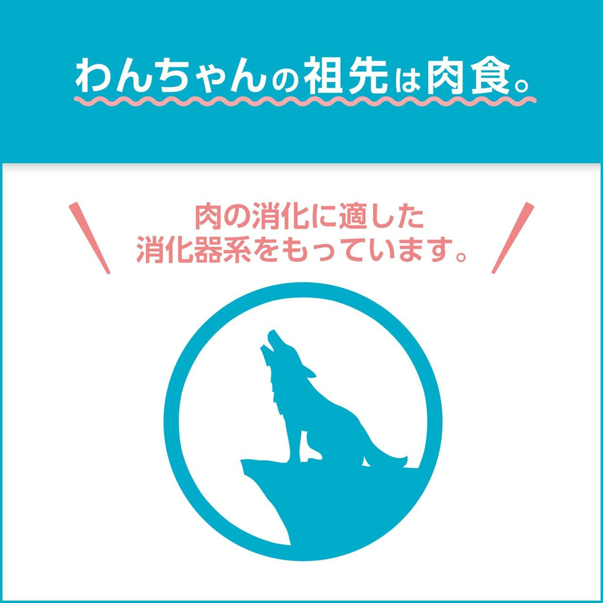 プロマネージ 成犬用 高たんぱくレシピ チキン 中粒 | ペトマ