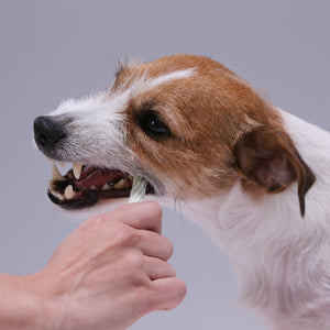 PETKISS　食後の歯みがきガム　小型犬用
